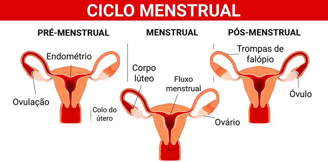 Ciclo menstrual: o que é, fases e cálculo do período fértil - Minha Vida