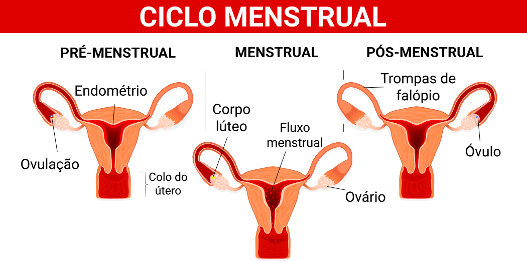 Menstruação: guia completo de como funciona o ciclo menstrual