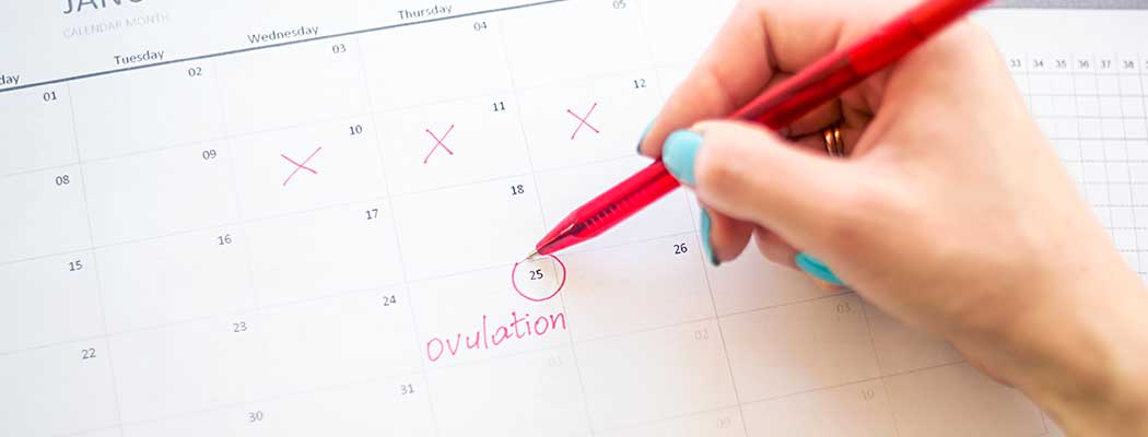 Como calcular a ovulação em ciclos irregulares - CCM Saúde