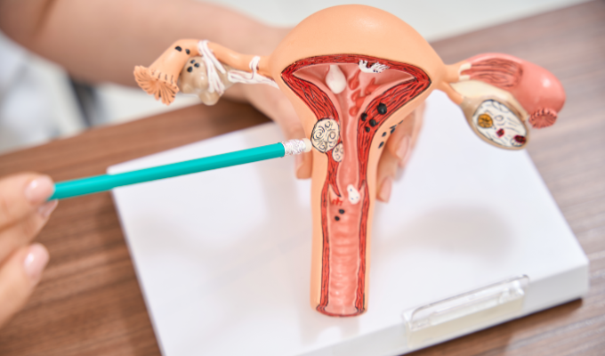 Os hormônios femininos atuam em diversas etapas do ciclo menstrual, como na ovulação